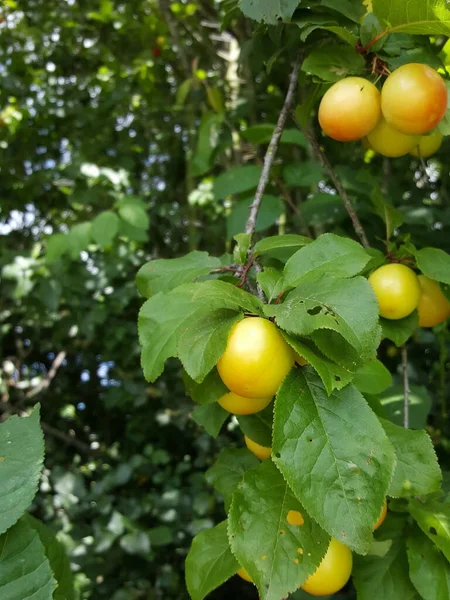 Ciruelas Maduras Verdes Árbol Jardín — Foto de Stock