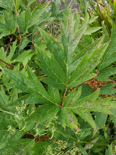 Zielone Liście Roślin — Zdjęcie stockowe