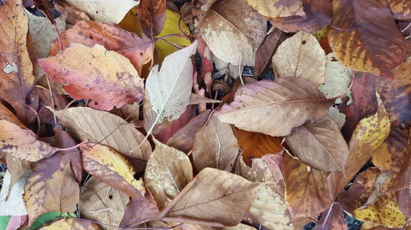 Autumn Leaves Fall Season Flora — Stock Photo, Image