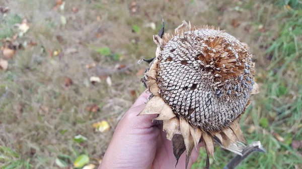 Plan Rapproché Une Jeune Femme Tenant Une Fleur Sèche — Photo