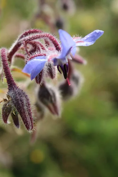 Beautiful Borage Flower Growing Garden Popular Pollinators Including Bees Leaves — Stock Photo, Image