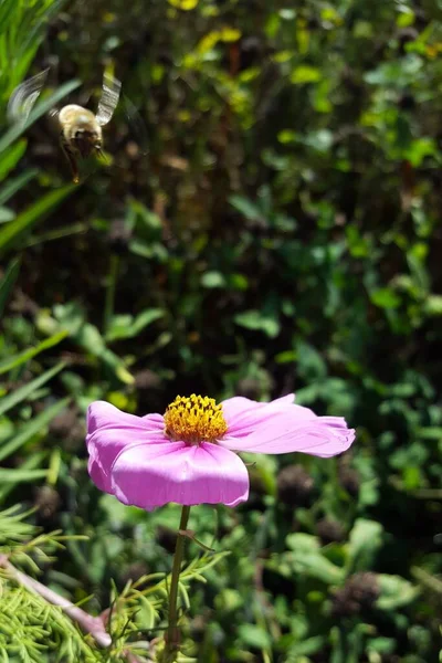 Beautiful Flower Growing Garden — Stock Photo, Image