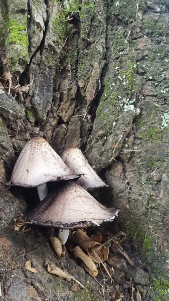 Paddenstoelen Het Bos — Stockfoto