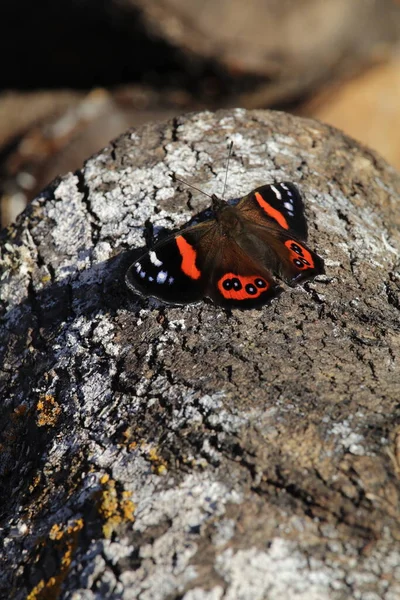 Zblízka Motýla Kamenném Pozadí — Stock fotografie