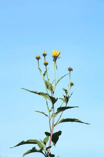 Hoge Zonnechoke Bloem Groeien Tuin Geïsoleerd Tegen Licht Blauwe Lucht — Stockfoto