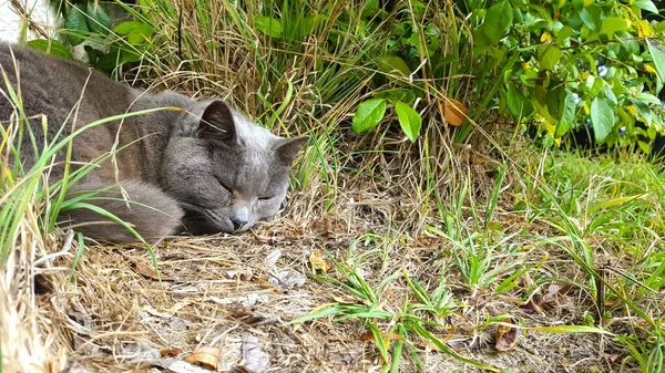 정원에 귀여운 샤르트 고양이 — 스톡 사진