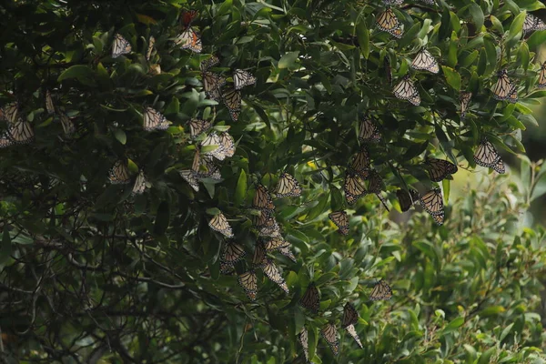 Zöld Levelek Pillangókkal Stock Kép