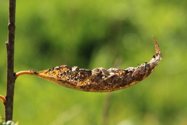 Sarı yaprağı kapat