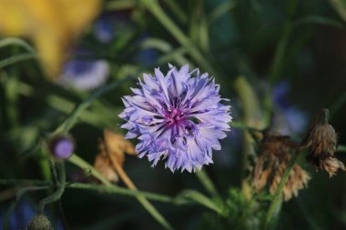 Güzel çiçek bahçede büyüyen 