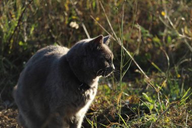 Bahçedeki şirin gri Chartreux kedisi 