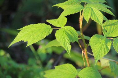 Bahçedeki yeşil yapraklar