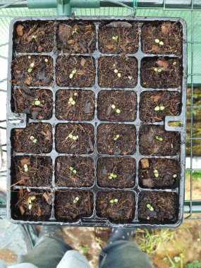 Saksılarda yeşil filizler.