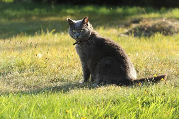 Niedliche Chartreux Katze Garten — Stockfoto
