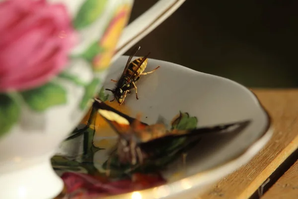 Чай Чашкой Бабочки — стоковое фото
