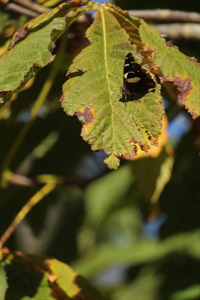 Gros Plan Une Feuille Verte Avec Papillon — Photo