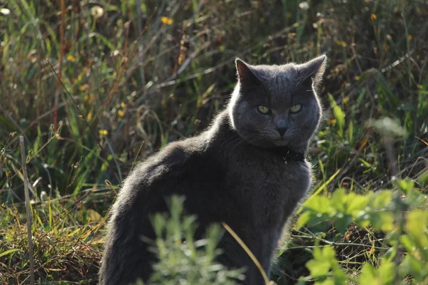 정원에 샤르트 고양이 — 스톡 사진