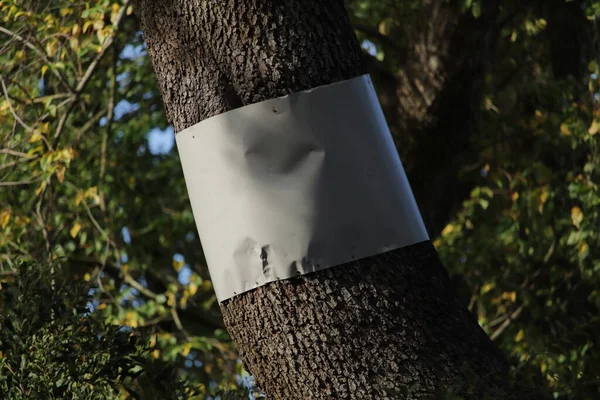 Tiro Vertical Uma Árvore — Fotografia de Stock