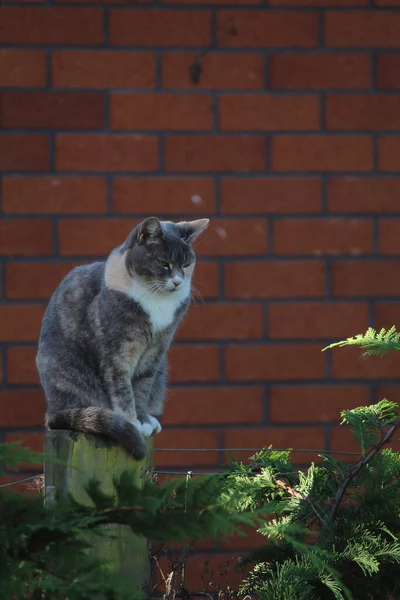 Niedliche Katze Garten — Stockfoto