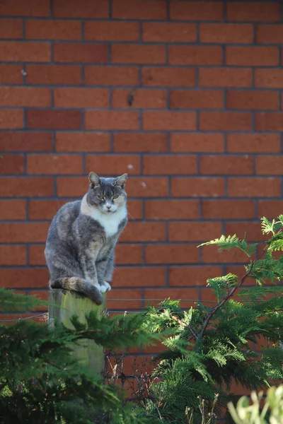 정원에 귀여운 고양이 — 스톡 사진