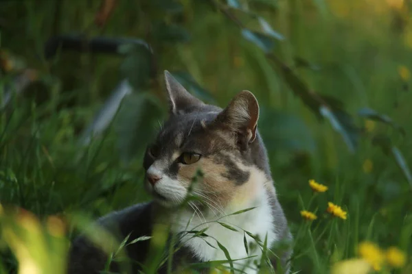 Chat Mignon Dans Jardin — Photo