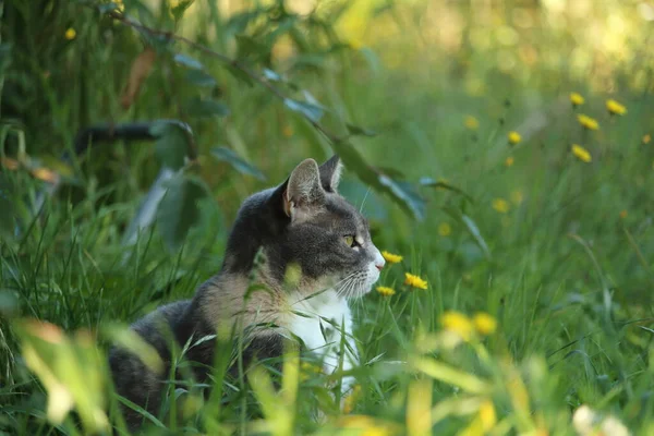 Roztomilá Kočka Zahradě — Stock fotografie