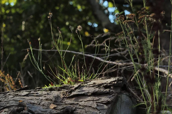 Plantas Verdes Floresta — Fotografia de Stock