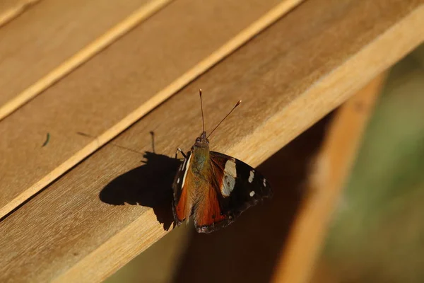 Papillon Jaune Amiral Sur Meubles Bois Dans Jardin Otago Nouvelle — Photo