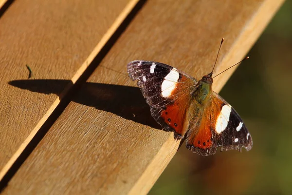 Žlutý Admirál Butterfly Dřevě Domácí Zahradě Otago Nový Zéland Vědecký — Stock fotografie