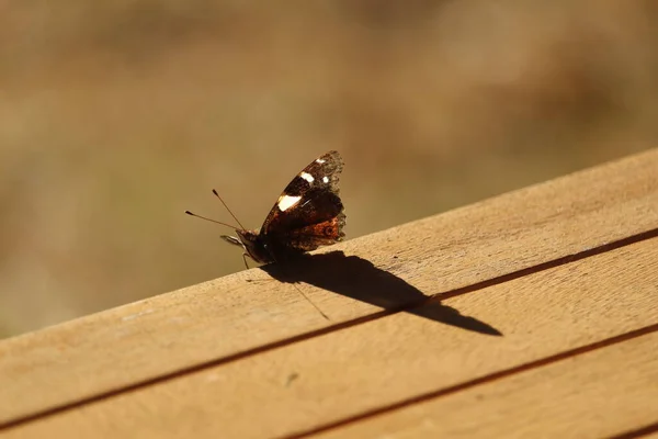 Gelber Admiral Schmetterling Auf Dem Tisch Isoliert Mit Kopierraum Otago — Stockfoto