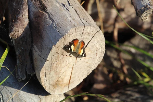 Papillon Jaune Amiral Sur Bois Dans Jardin Rural Otago Nouvelle — Photo