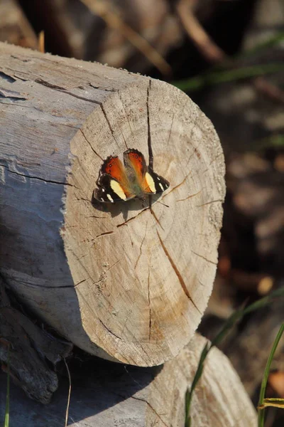 ニュージーランドのオタゴの田舎の庭にある木製の丸太の上に黄色の提督蝶 Vanessa Itea — ストック写真