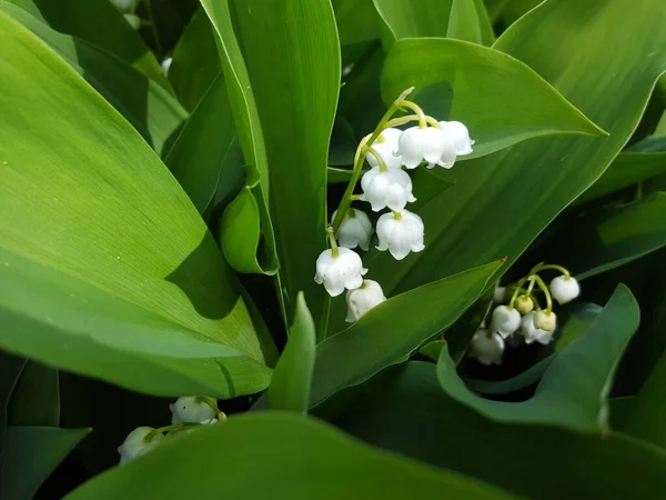 Красивые Цветы Лилии Зеленом Фоне — стоковое фото
