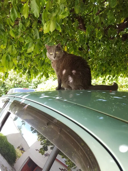 cat sitting on the car