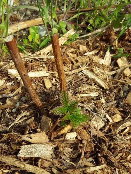 a closeup shot of a young raspberry plant grown from canes, in wood mulch