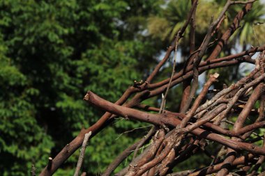 Ağaç dalları, bitki örtüsü ve doğa