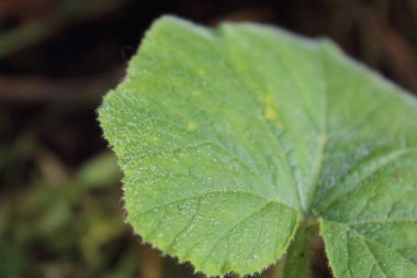 Bahçede yeşil yaprak 