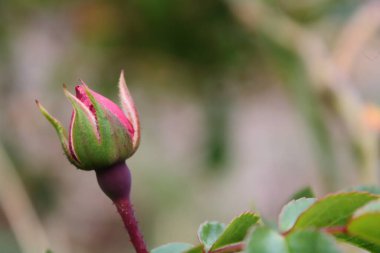 Güzel çiçek bahçede büyüyen 