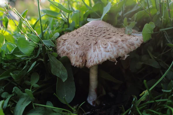 Champignon Dans Forêt — Photo