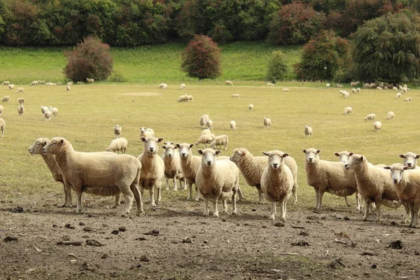 sheep in the field on pasture