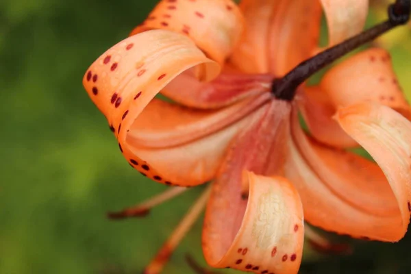 Mooie Bloem Groeit Tuin — Stockfoto