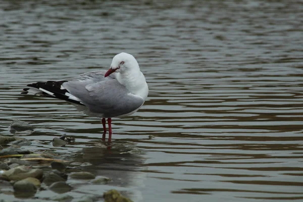 Gaviota Playa — Foto de Stock