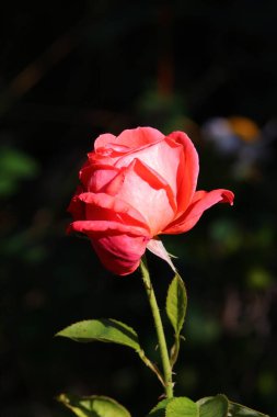 Bahçede büyüyen güzel bir gül çiçeği 