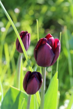 Bahçedeki güzel laleler