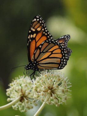 Çiçekteki güzel kelebek
