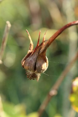 Kuru bir çiçeğin yakın plan çekimi.