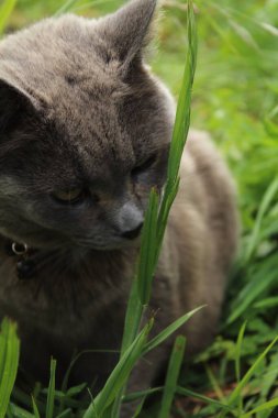 Çimlerdeki kedi, yaklaşın.