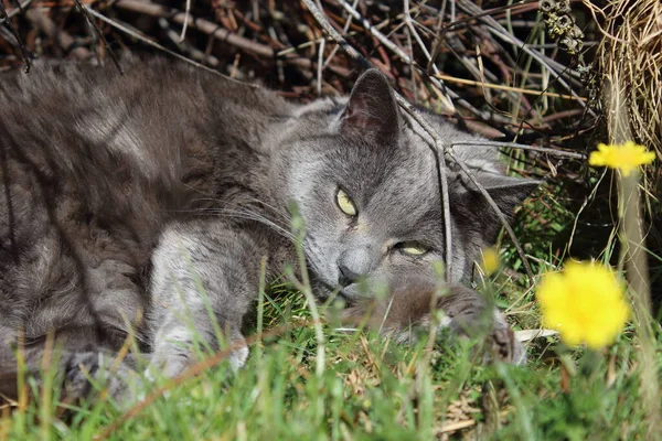 Katze Gras Aus Nächster Nähe — Stockfoto