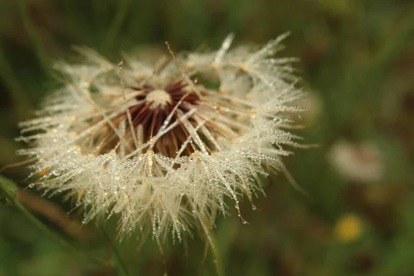 Mooi Botanisch Schot Natuurlijk Behang — Stockfoto