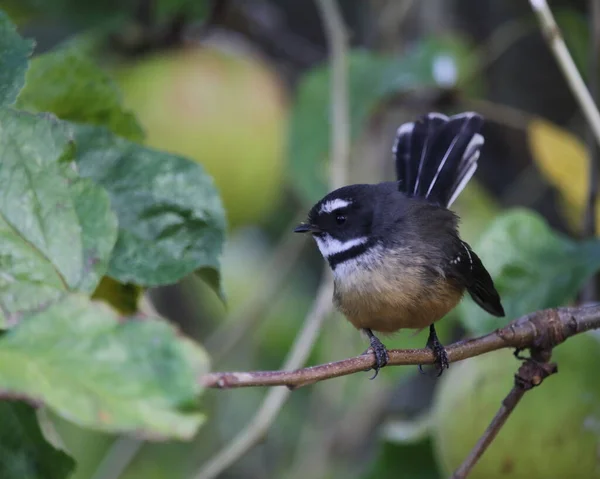 Pássaro Fantail Nova Zelândia Está Sentado Galho Uma Macieira — Fotografia de Stock