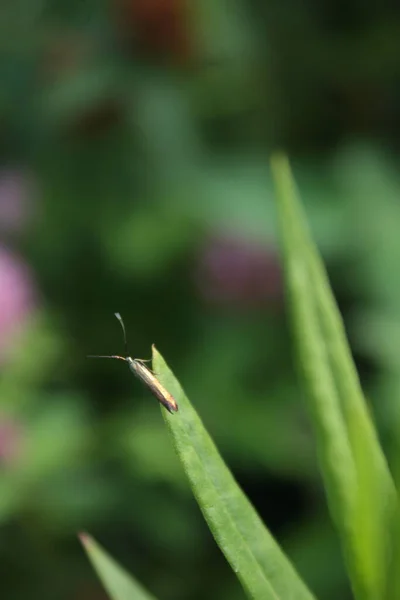 Primer Plano Saltamontes Verde — Foto de Stock